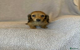 Miniature Dachshund dogs for sale: My last little man longhaired miniature dachshund in Houghton le Spring - Image 1