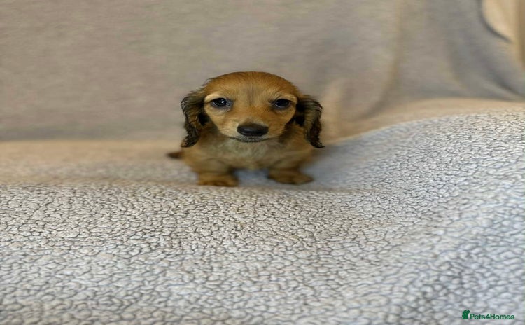 Miniature Dachshund dogs in Houghton le Spring - Advert 16