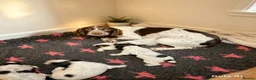 Cocker Spaniel dogs for sale: Working cocker spaniel puppies  - Advert 14