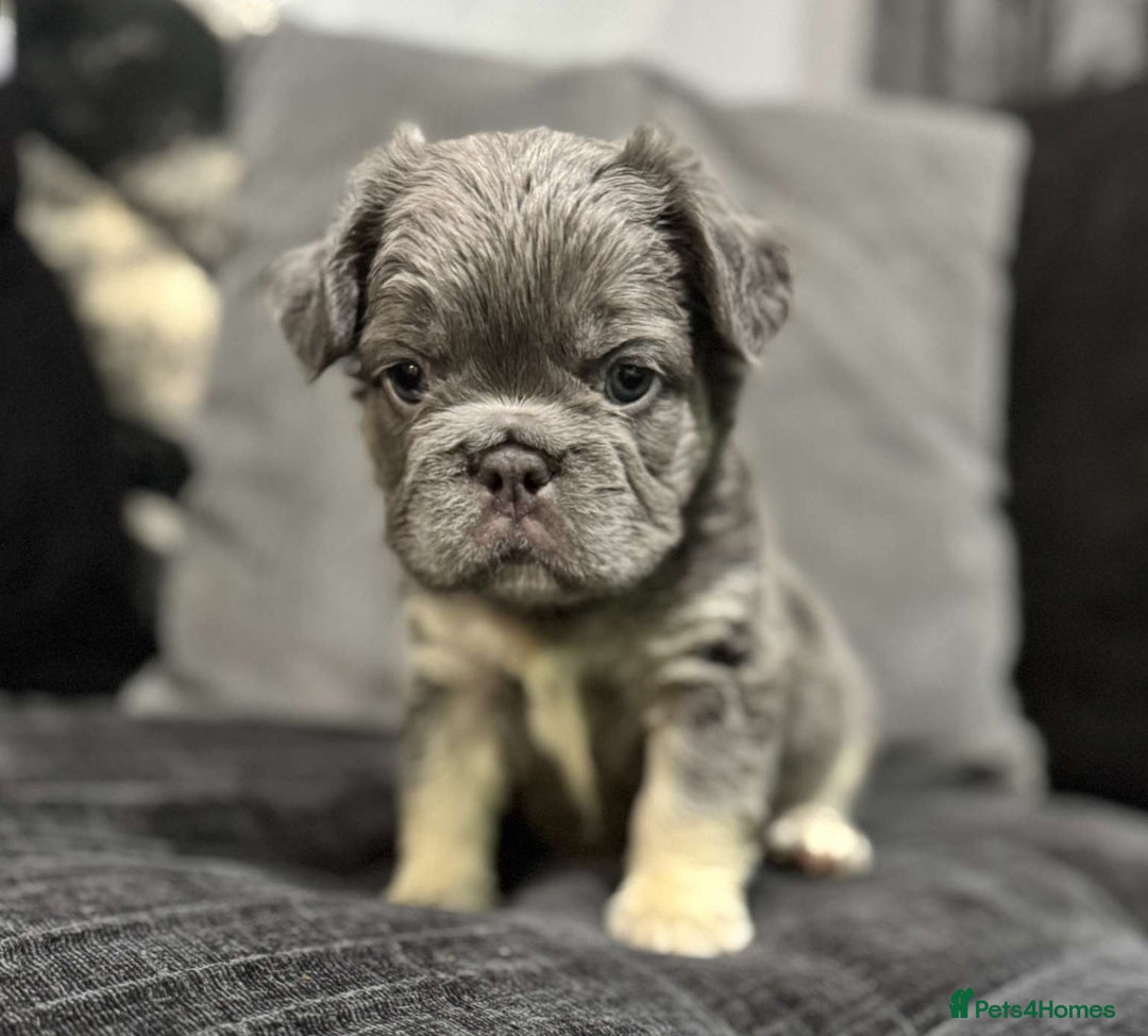 French Bulldog dogs for sale: High Quality French Bulldog Puppies  - Image 16