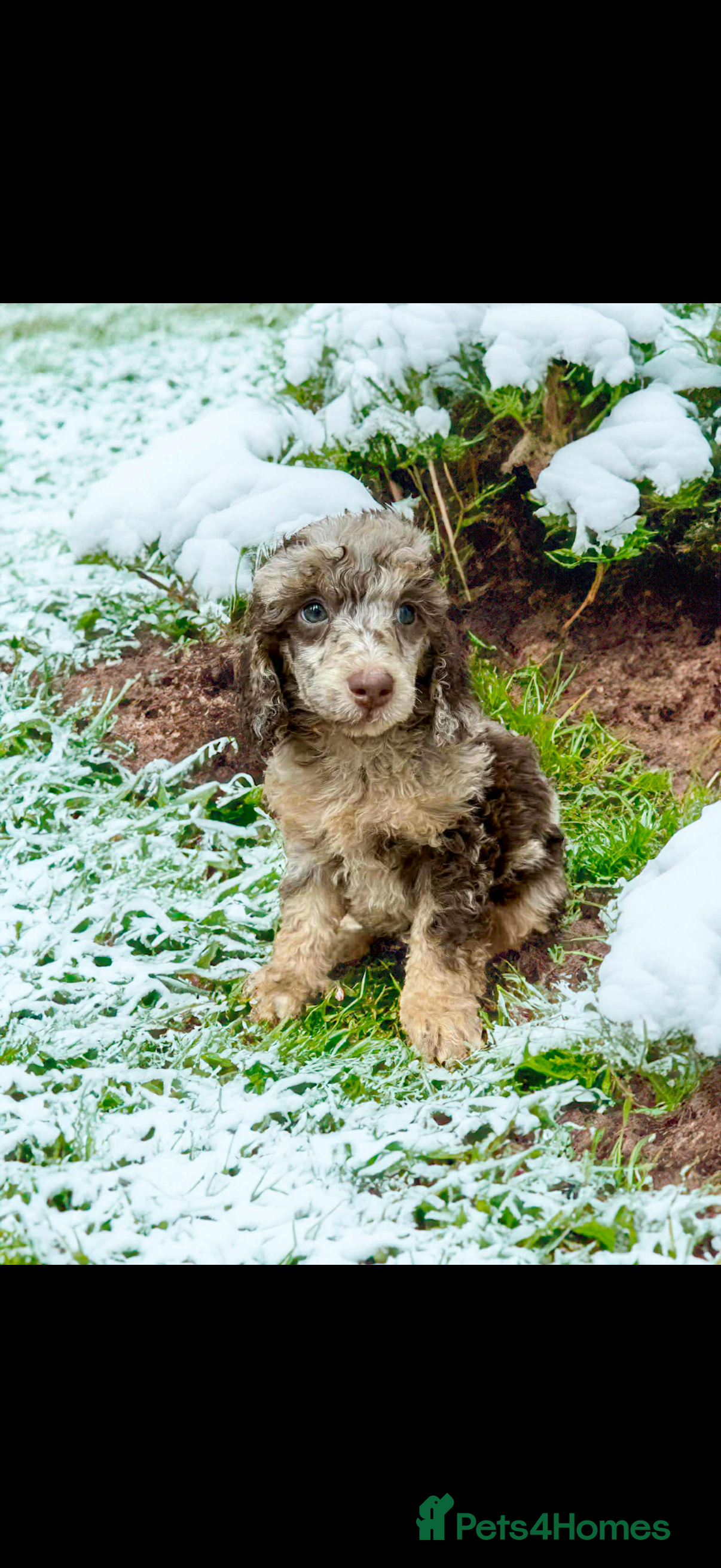 Miniature Poodle dogs Beautiful Miniature Poodle pups  - Advert 5