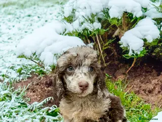 Miniature Poodle dogs Beautiful Miniature Poodle pups - Advert 14