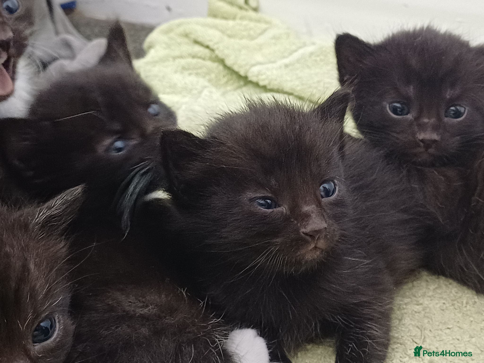 Mixed Breed cats Fun.loving kittens currently 6.5 weeks old - Advert 2