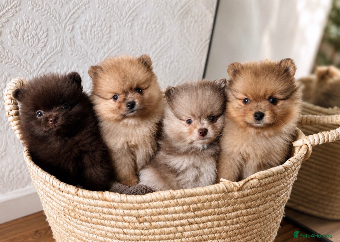 Pomeranian dogs CHAMPION LINES KC POMERANIAN PUPPIES  - Advert 2