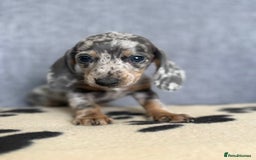 Dachshund dogs for sale: Miniature Dachshund puppies  - Image 6