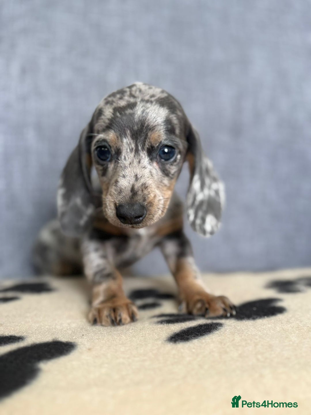 Dachshund dogs for sale: Miniature Dachshund puppies  - Image 6