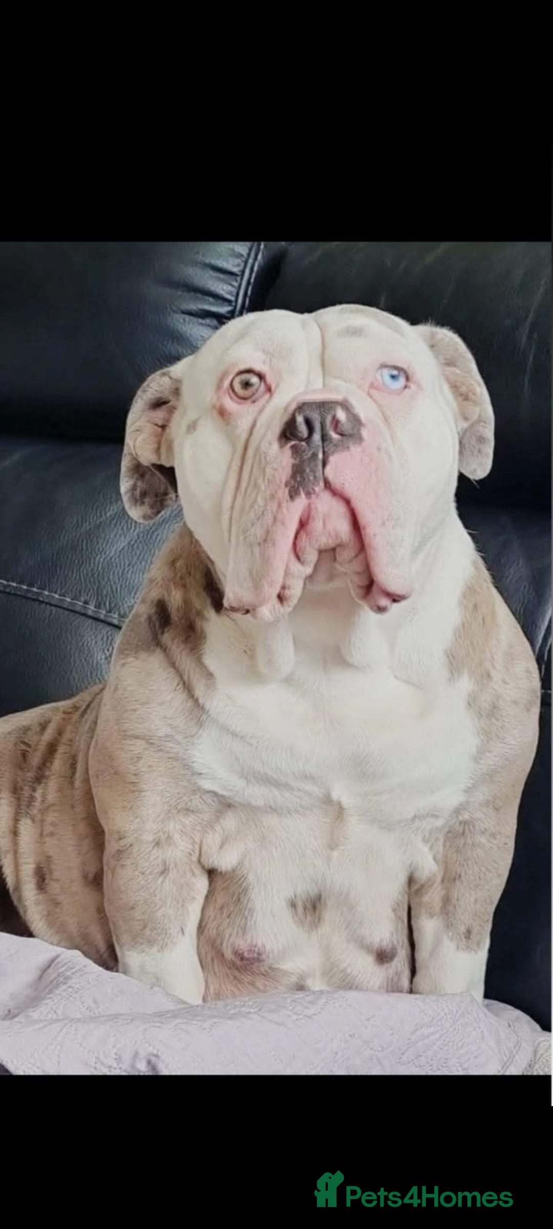 Olde English Bulldogge dogs for sale: Olde English Bulldog Female  - Advert 15