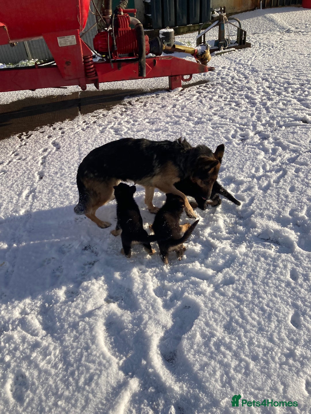 German Shepherd dogs for sale: Purebred German Shepard Male Puppies - Advert 2