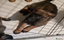 Belgian Shepherd Dog dogs for sale: Belgium Malinois Cross  - Image 5