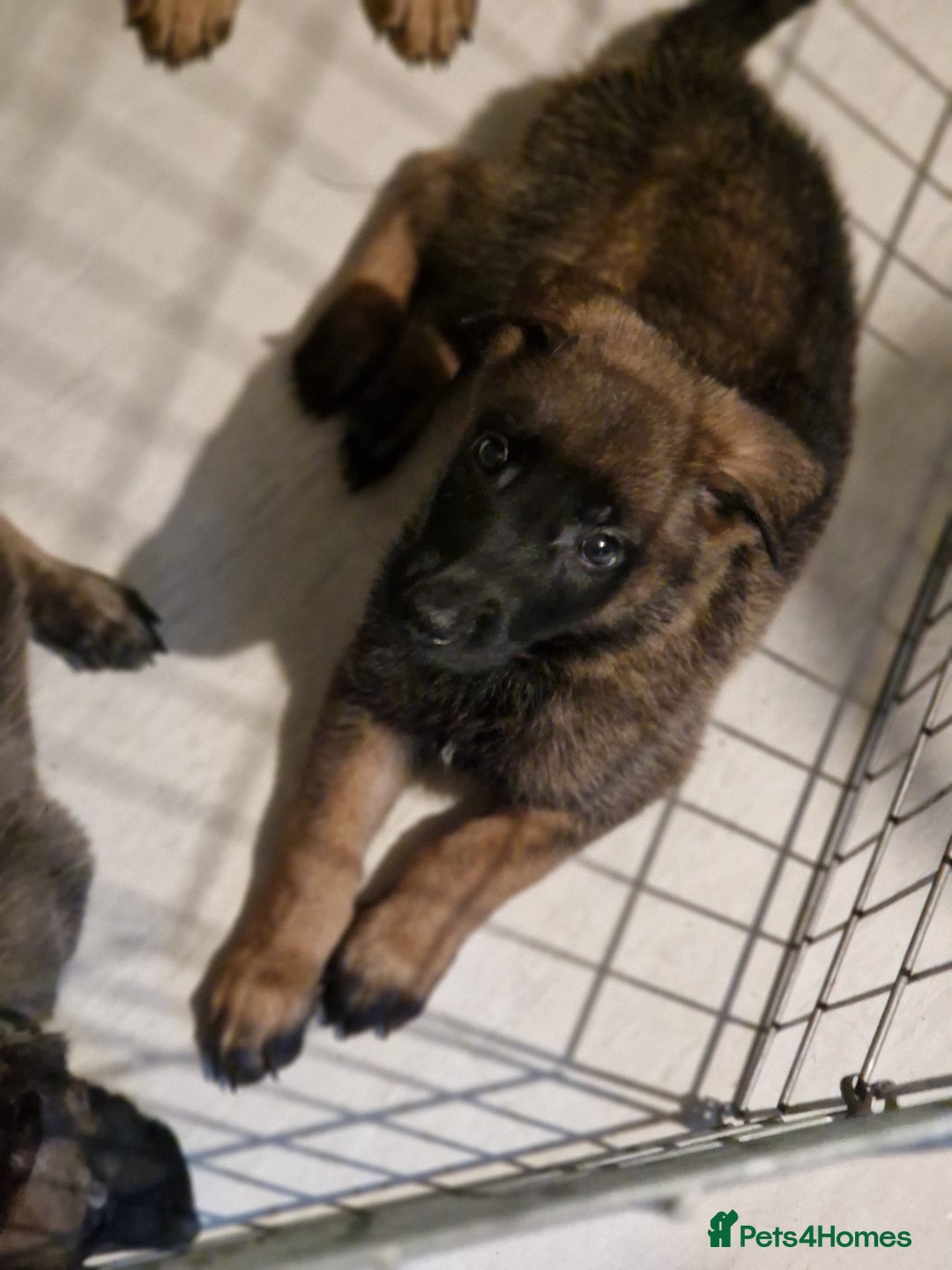 Belgian Shepherd Dog dogs for sale: Belgium Malinois Cross  - Image 5