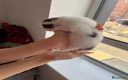 Turkish Van cats for sale: Beautiful Turkish van kittens  - Image 11