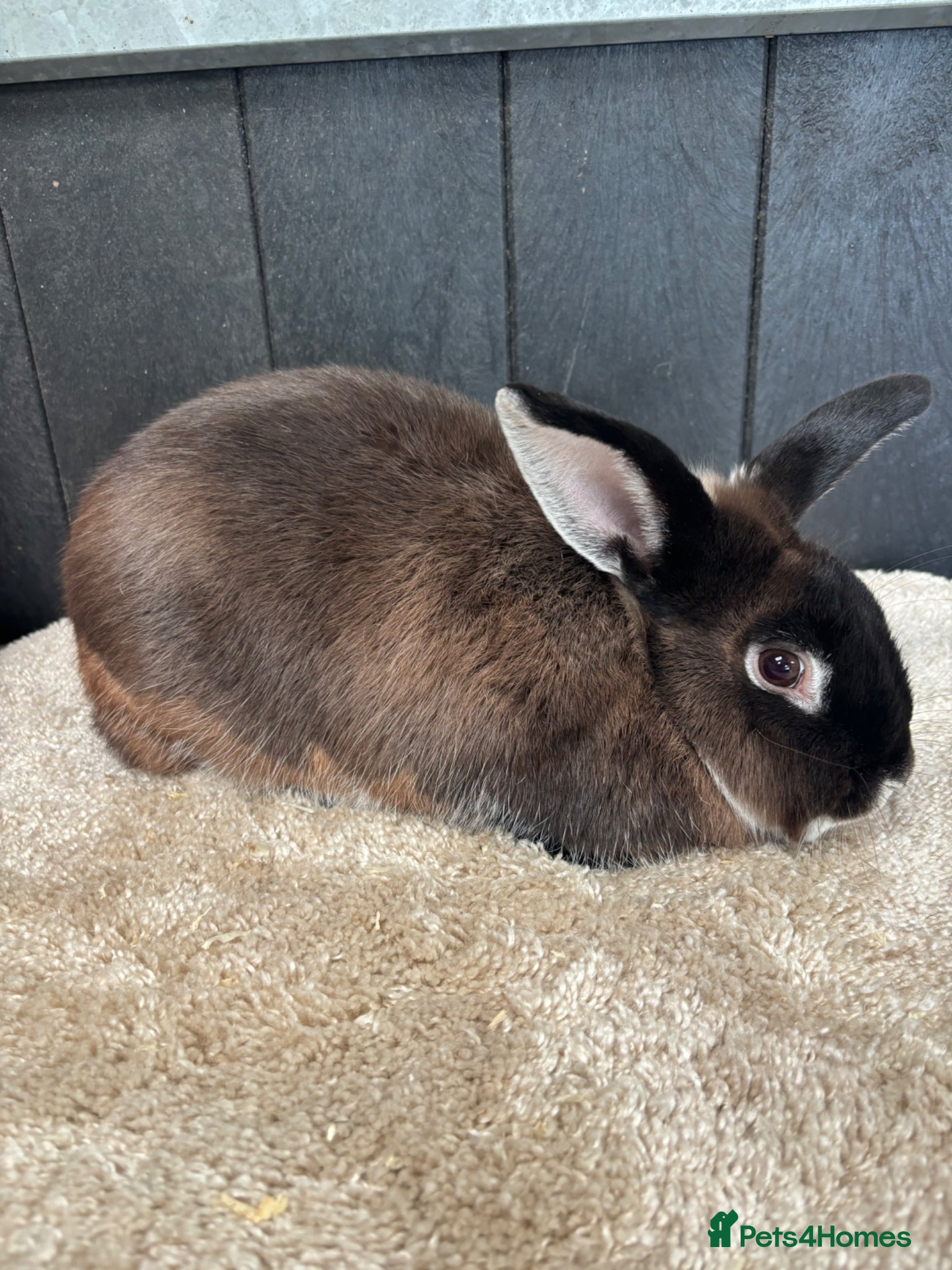 Rex rabbits Stunning house bunny - Advert 8