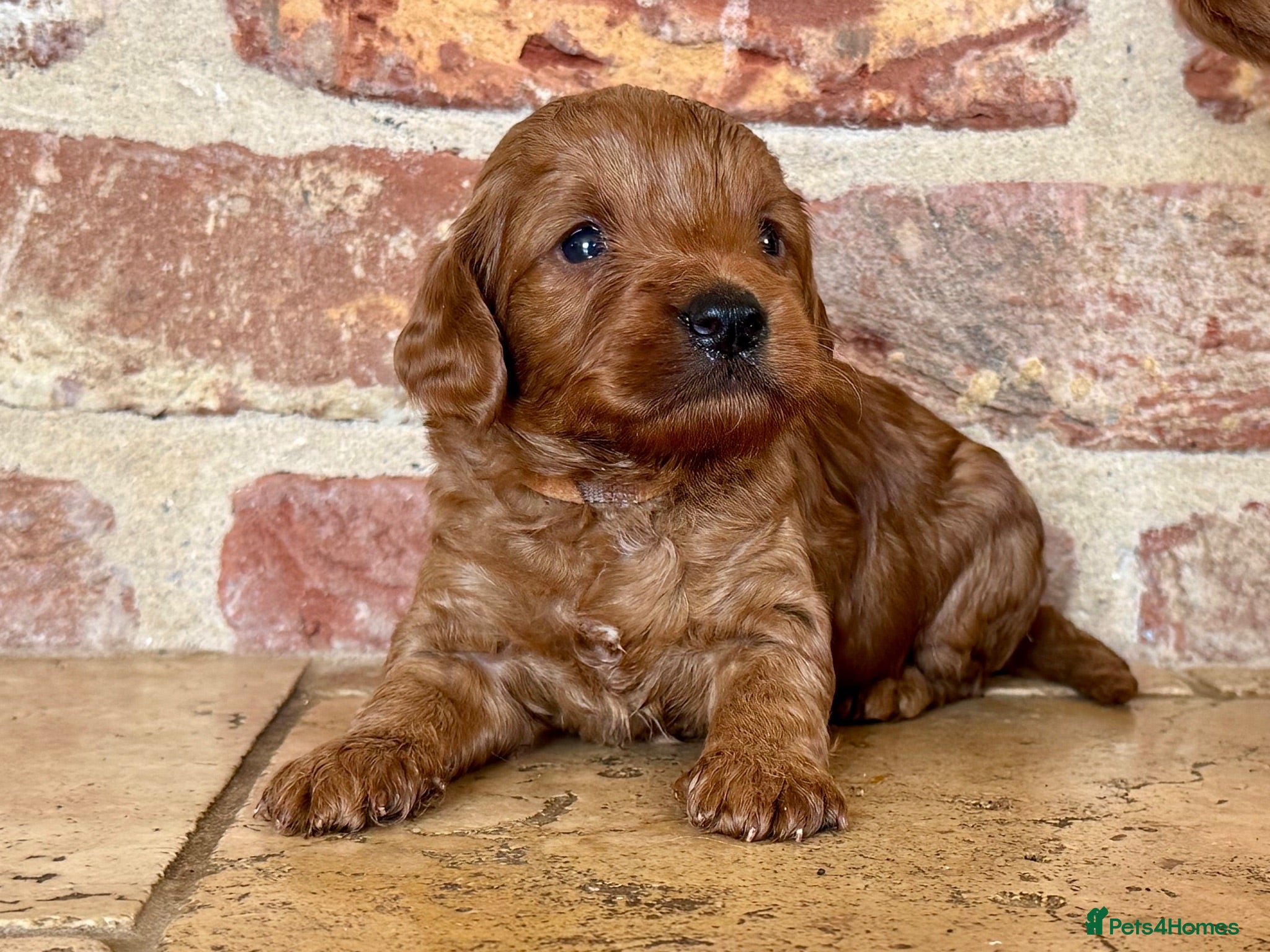 Cockapoo dogs F1b Red cockapoos 🤎 - Advert 2