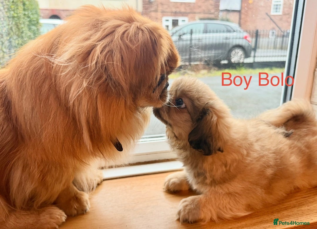 Pekingese dogs for sale: 🐾 Pekingese Puppies for Sale – 2 Girls & 1 Boy 🐾 - Advert 8