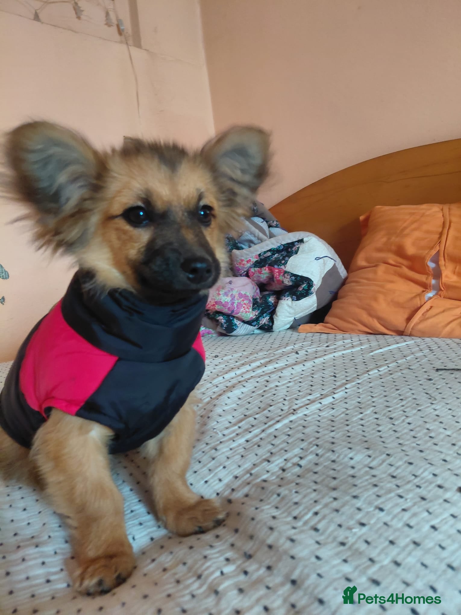 Mixed Breed dogs 🐾💛SISSY, The Tiny Survivor with a Huge Heart💛🐾 - Advert 1