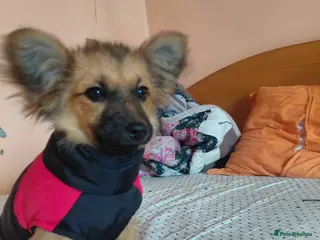 Mixed Breed dogs 🐾💛SISSY, The Tiny Survivor with a Huge Heart💛🐾 - Advert 1