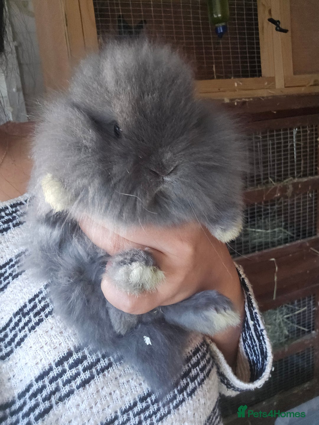 Lionhead rabbits for sale: 5 Beautiful Lion Head Babies - Advert 15