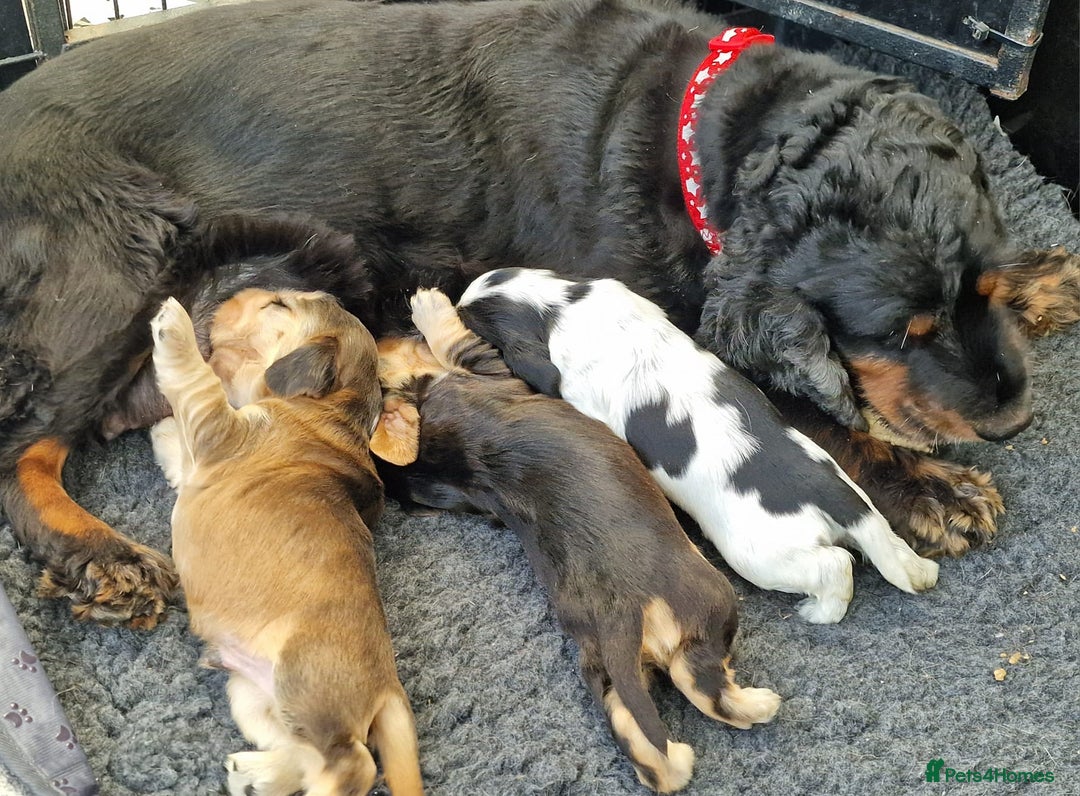 Cocker Spaniel dogs for sale: Pedigree SHOW Cocker Spaniel Puppies - Image 7