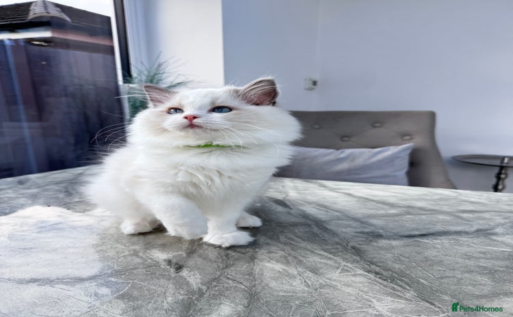 Ragdoll cats - Advert 1