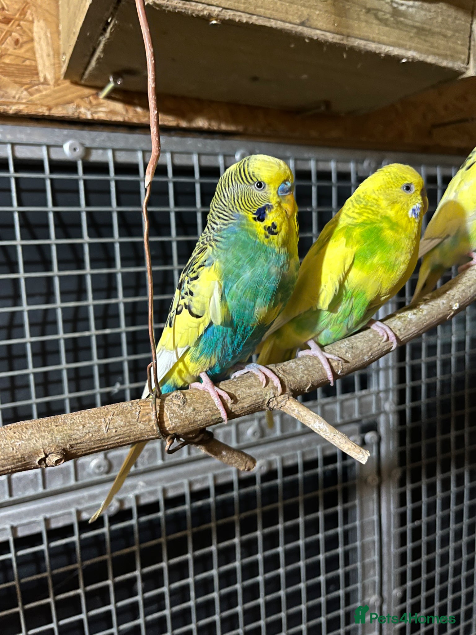 Budgerigars birds A pair of beautiful budgies  - Advert 2