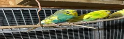 Budgerigars birds for sale: Budgerigars PROVEN BREEDING PAIR  - Advert 2