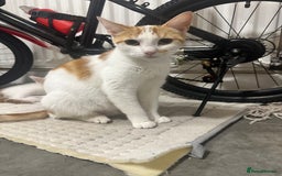 Domestic Shorthair cats for sale: 5 kittens 1 mother - Image 7