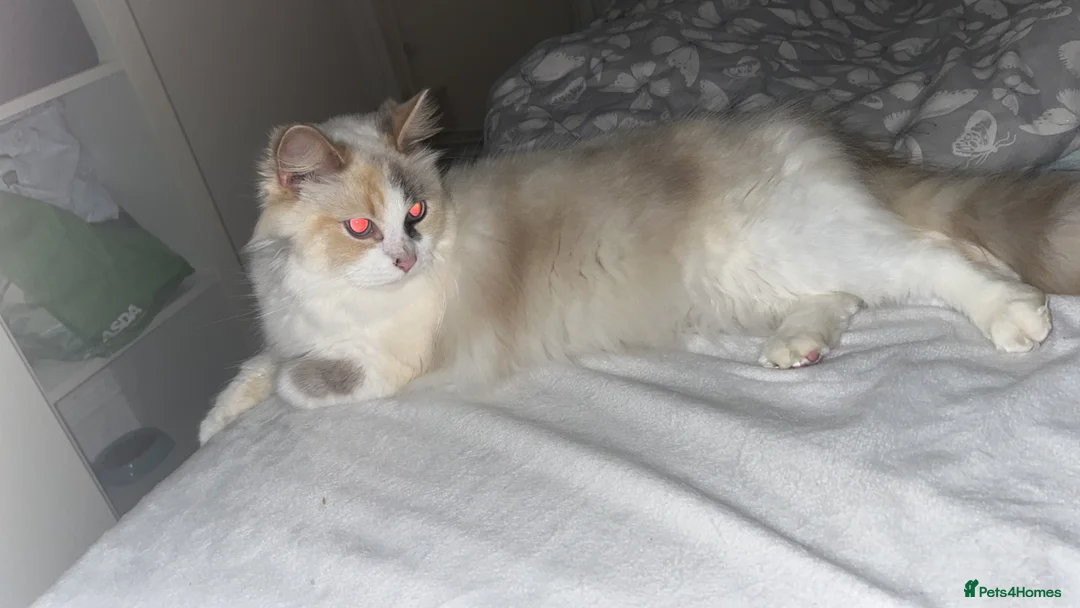 Ragdoll cats for sale: Female tortie ragdoll  - Advert 3