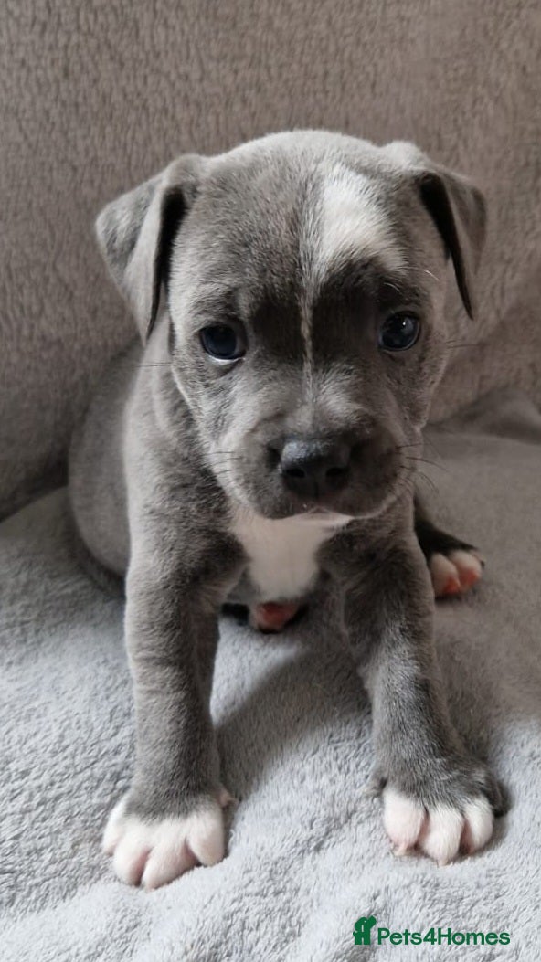 Staffordshire Bull Terrier dogs 3 Stunning Blue & White KC Reg Staffy Puppies - Advert 1