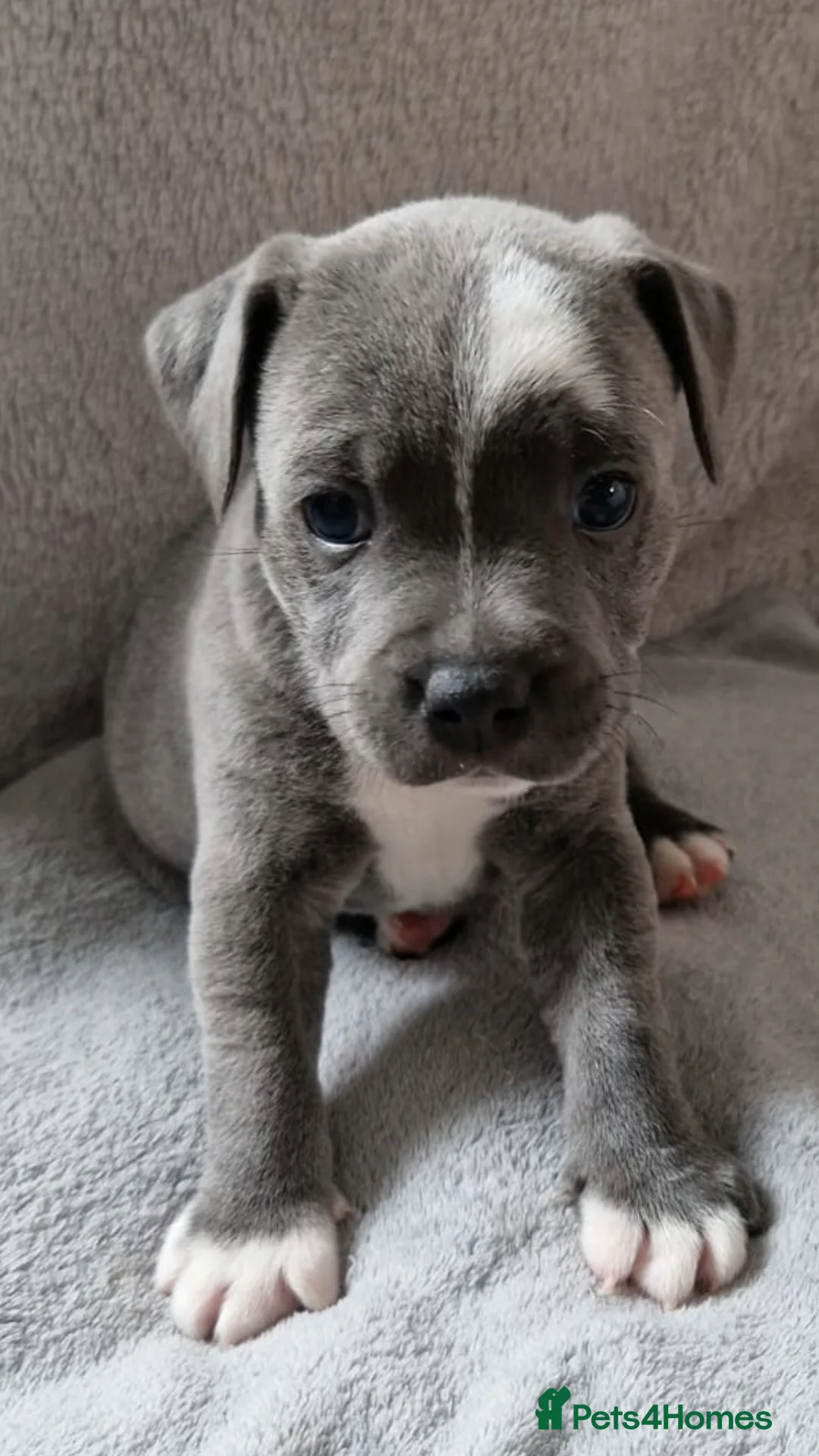 Staffordshire Bull Terrier dogs for sale: 3 Stunning Blue & White KC Reg Staffy Puppies - Advert 1
