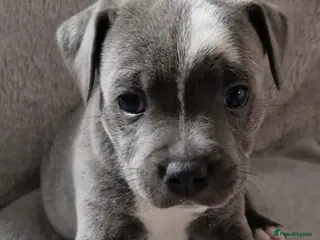 Staffordshire Bull Terrier dogs 3 Stunning Blue & White KC Reg Staffy Puppies - Advert 1