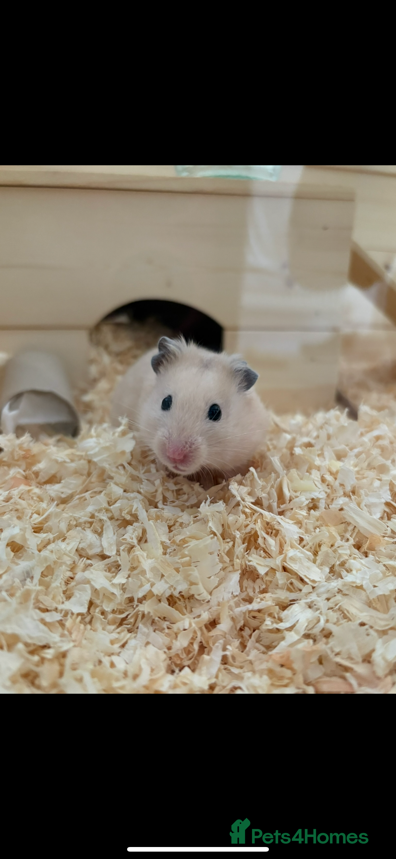 Hamster rodents Rubble - Syrian hamster  - Advert 7