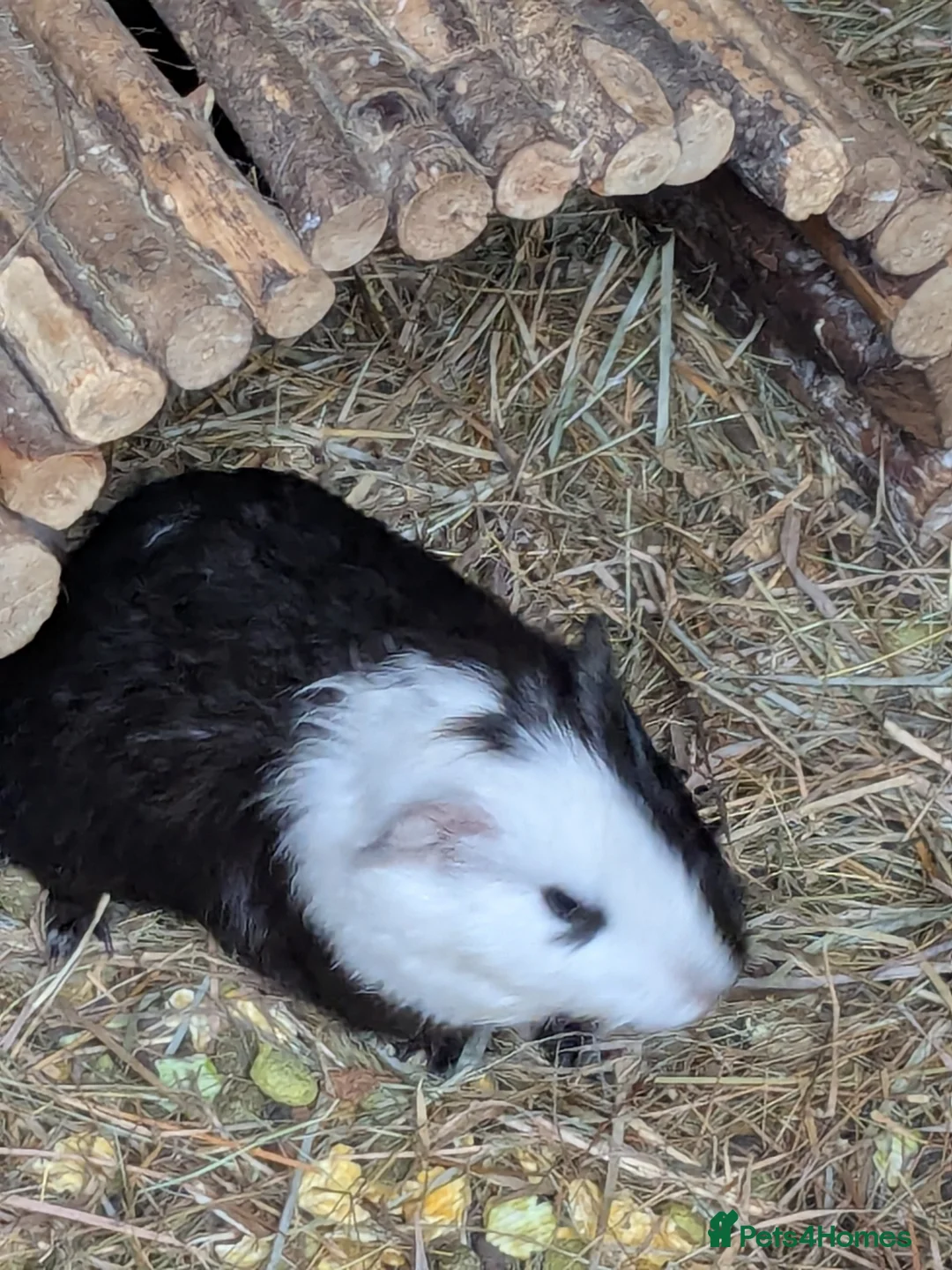 Guinea Pig rodents for sale: Girls for sale  in Darlington - Advert 2