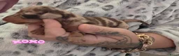 Miniature Dachshund dogs for sale: Miniature dachshunds - Advert 7
