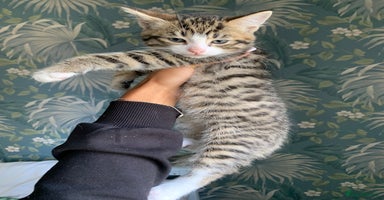 Mixed Breed cats - Advert 3
