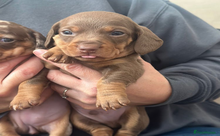 Miniature Dachshund dogs - Advert 3