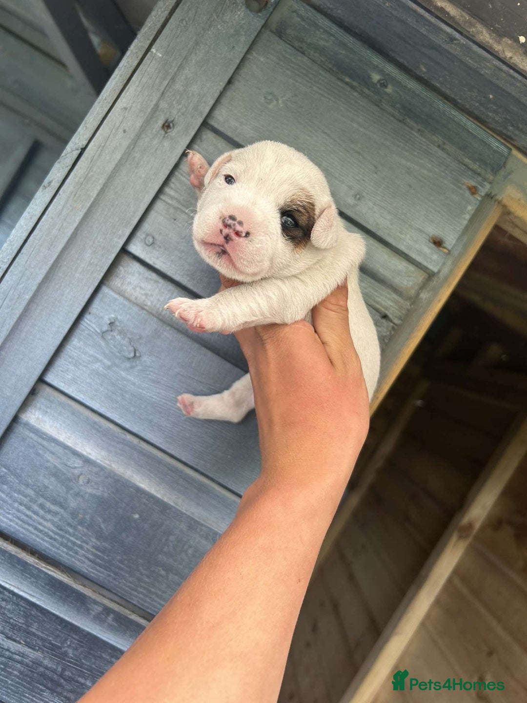 Jack Russell dogs for sale: 4 Jack Russel pups for sale  - Image 14