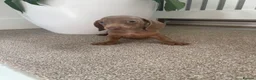 Miniature Dachshund dogs for sale: Beautiful miniature dachshunds puppies  - Advert 13