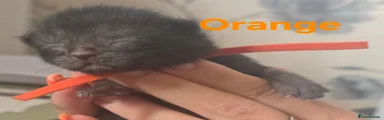 Mixed Breed 4