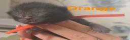 Mixed Breed cats for sale: 6 beautiful maine coon X  in Clacton-on-Sea - Advert 26