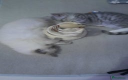 Ragdoll cats for sale:  loved Ragdoll kittens Full Breed - Image 19