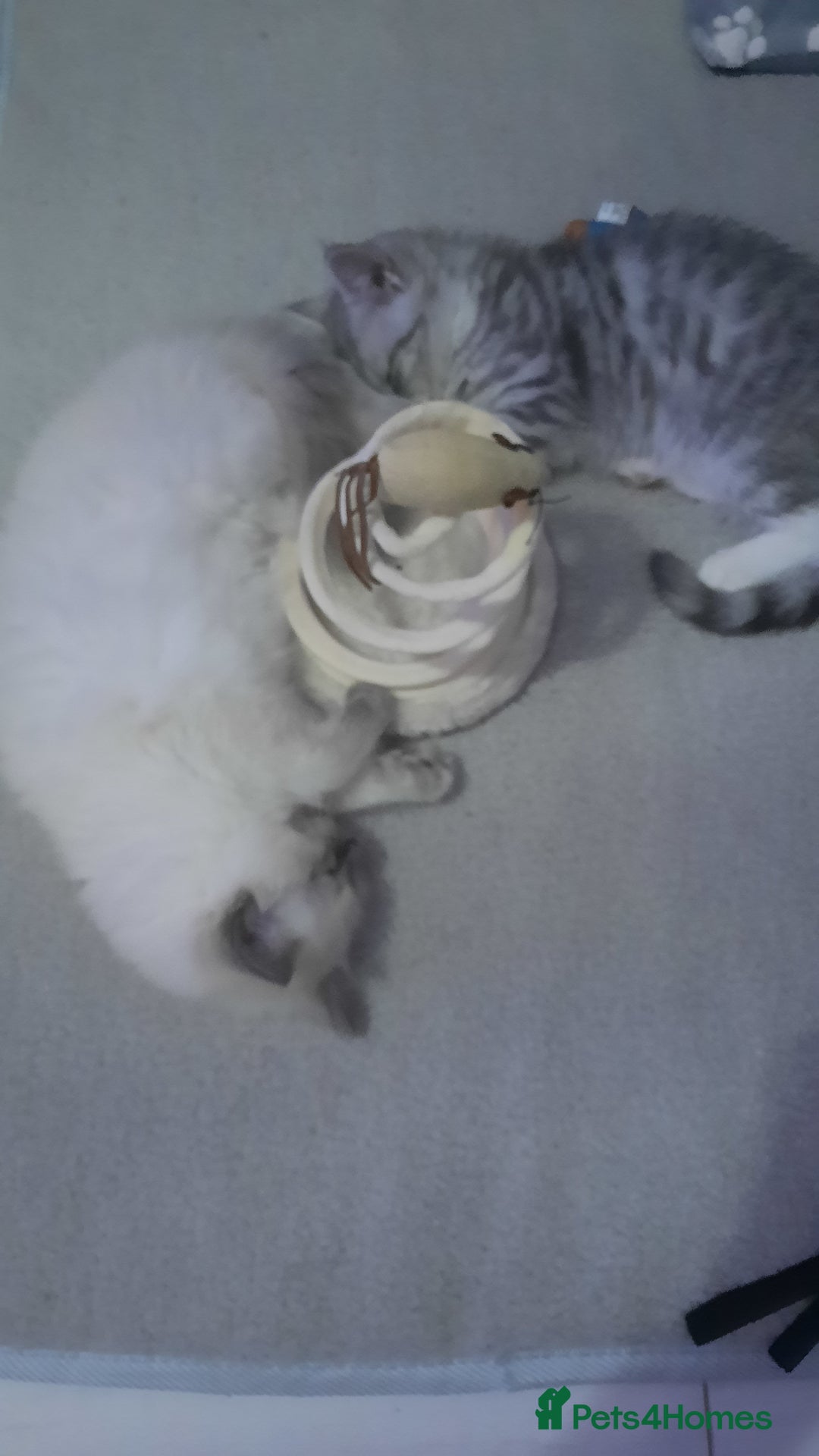 Ragdoll cats for sale:  loved Ragdoll kittens Full Breed - Image 19