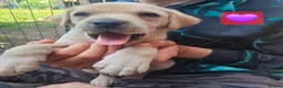 Labrador Retriever dogs for sale: Ready Now Last Male Labrador (BLUE) 🐶🐾 - Advert 28