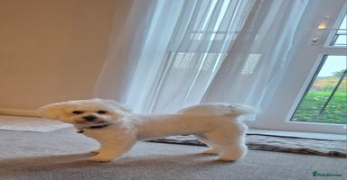 Bichon Frise dogs Bichon Frise - Advert 5