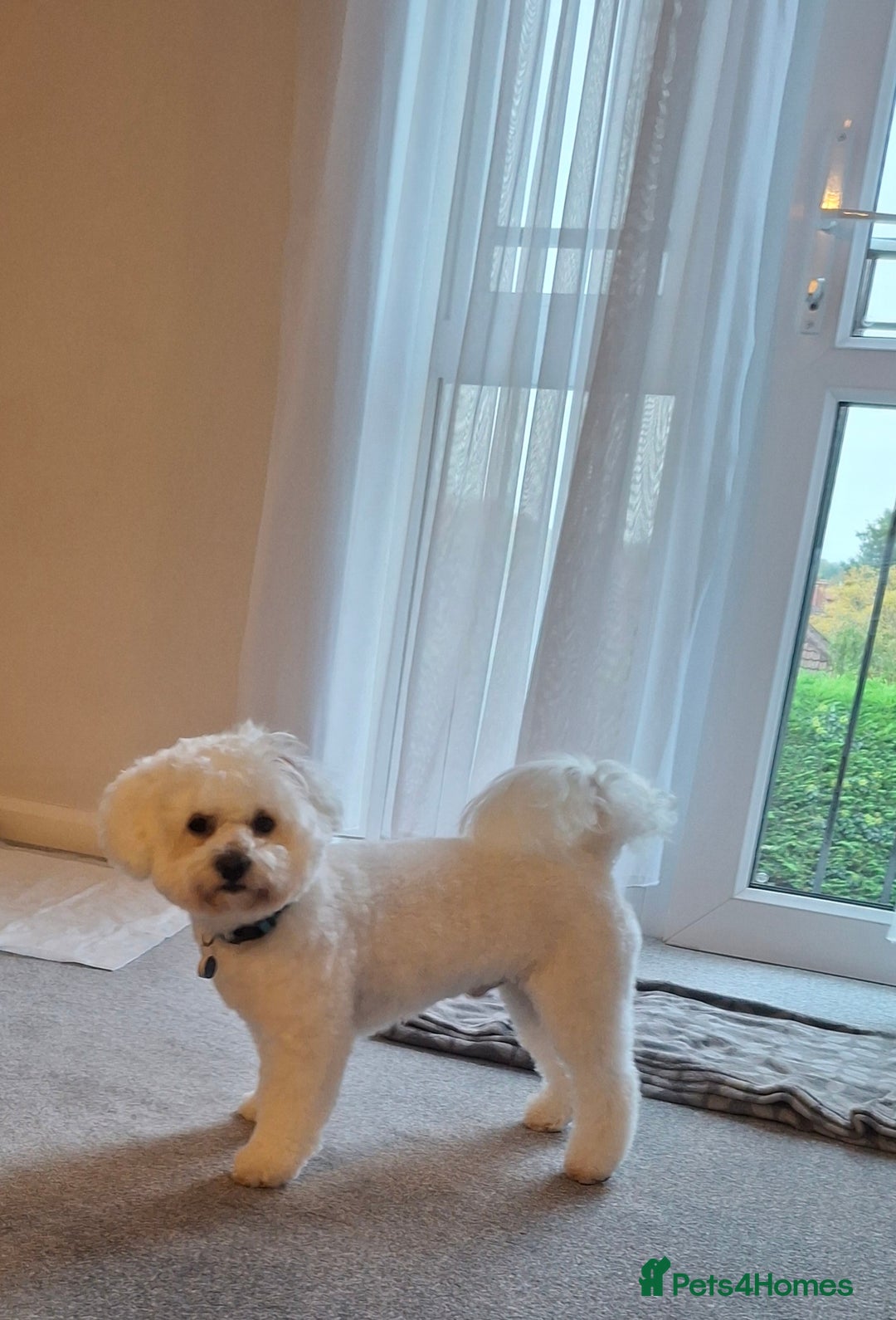 Bichon Frise dogs for stud: Bichon Frise - Advert 3