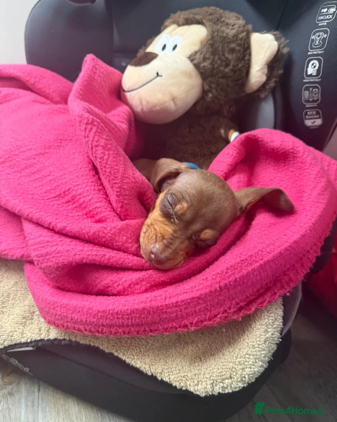 Dachshund dogs for sale: True To Type Miniture Dachshund Puppies  - Advert 5
