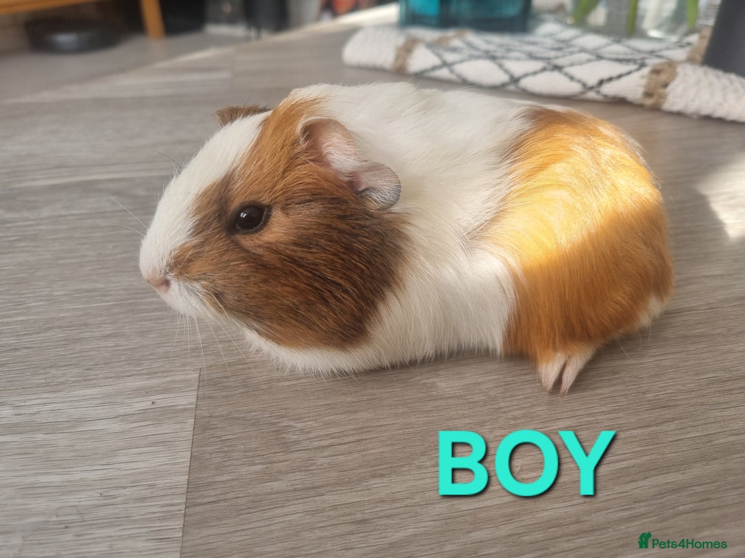 Guinea Pig rodents for sale: Guinea pigs for sale £25 each  - Image 9