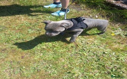 Staffordshire Bull Terrier dogs for sale: Staffy pup - Image 7