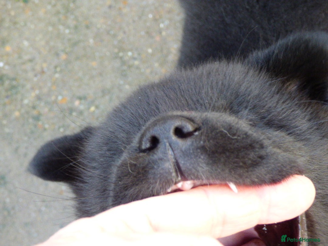 Akita dogs for sale: Quality Akita Baby Girl (KC Registered) - Advert 12