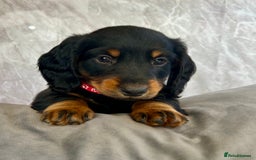 Miniature Dachshund dogs for sale: Miniature dachshund puppies  - Image 7