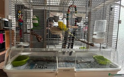 Budgerigars birds for sale: 1 male budgie for sale with cage - Image 2
